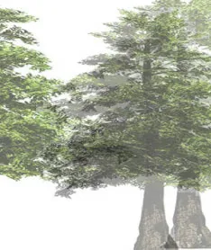 Part of tree branch rendering
