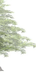 Group of conifer trees rendering