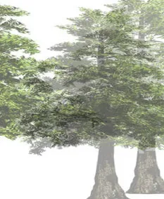 Conifer tree rendering