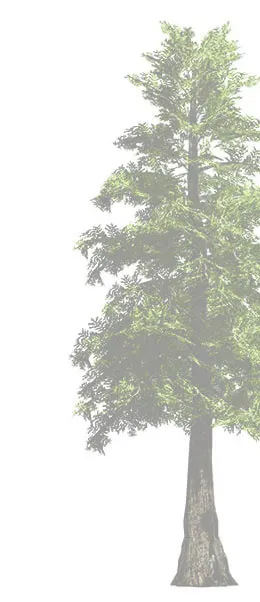 Conifer tree rendering