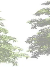 Conifer tree rendering