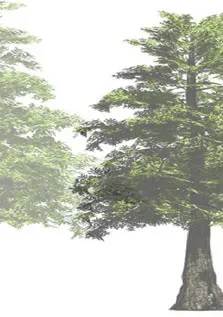 Conifer tree rendering