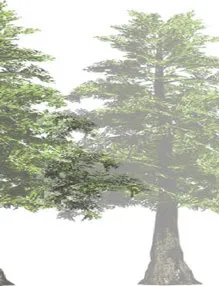 Part of tree branch rendering
