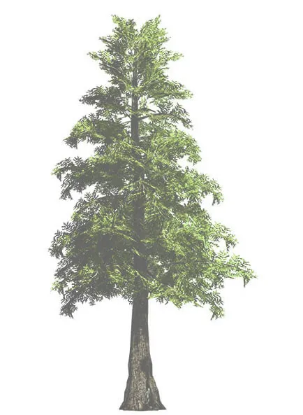 Conifer tree rendering