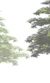 Group of conifer trees rendering