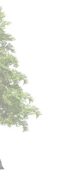 Conifer tree rendering