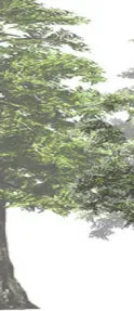 Group of conifer trees rendering
