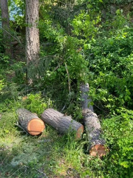 Cut logs from a fallen tree on the ground at Eagle Creek Park