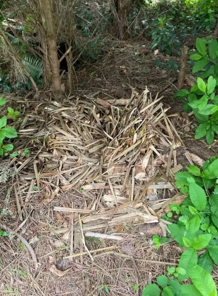 Loose compost material dumped in a wooded area