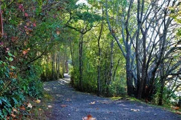 Wooded walking trail, Source: James Davison.