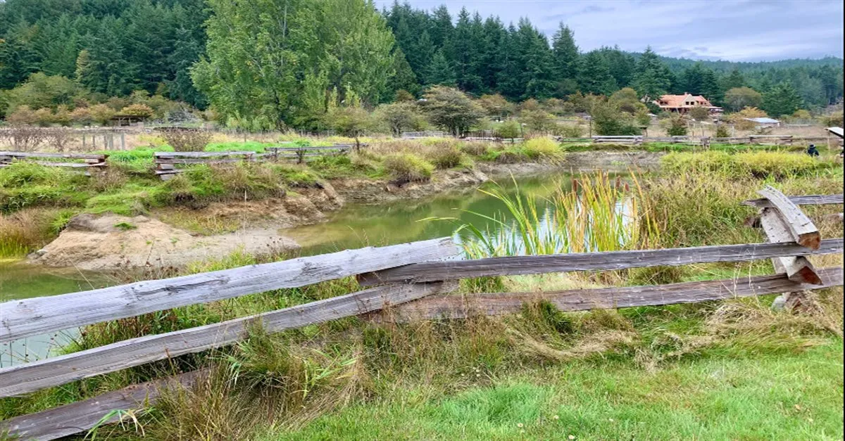 Photo of a wetland area with tall grass and a rustic wooden fence in the foreground