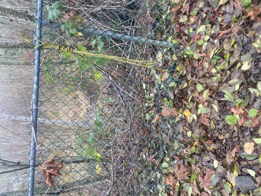 Chain link safety fence flattened and overgrown with vegetation
