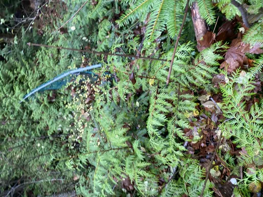 Safety fencing flattened by overgrowth in a wooded area