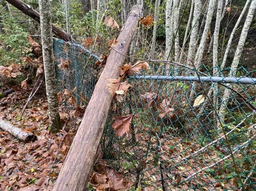 Large fallen tree trunk resting on and crushing a section of safety fencing