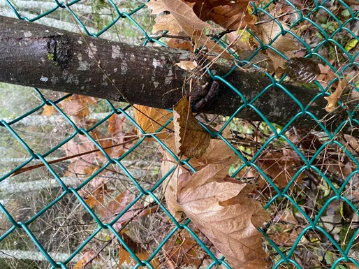 Mature tree trunk growing through and damaging the chain link mesh of the safety fence