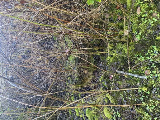 Manhole cover for grit separator completely buried under dense brush and vegetation
