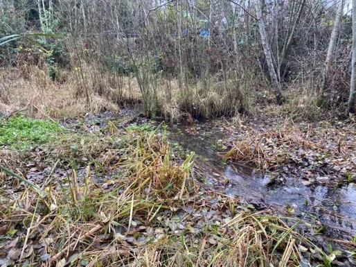 Pond basin area showing water flowing through a channel with significant sediment and vegetation buildup