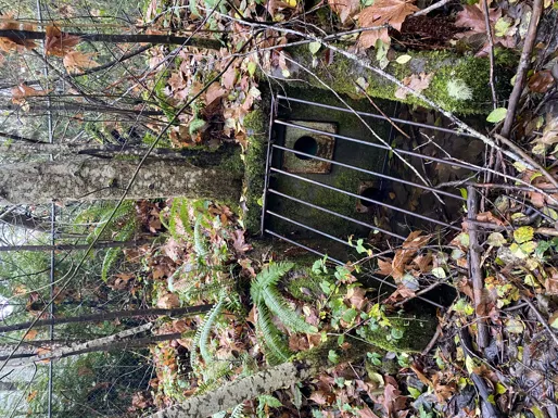 Concrete headwall structure with a metal grate heavily blocked by debris and trees growing nearby