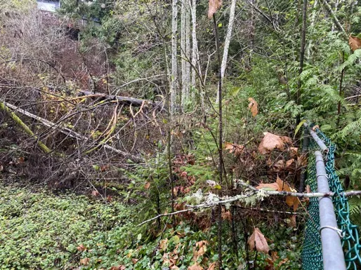 View of the northern pond area showing total abandonment with fallen trees and unmanaged overgrowth near a fence