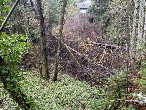 Wide view of the northern pond area showing extensive overgrowth and fallen trees covering the infrastructure