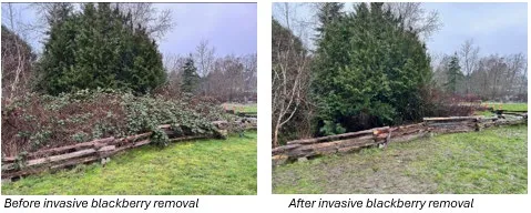 Before and after comparison photos showing the removal of invasive blackberry bushes from along a split-rail fence