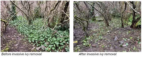 Before and after comparison photos showing a wooded area where invasive ivy has been cleared from the ground