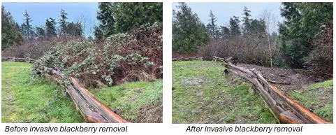 Another set of before and after comparison photos showing invasive blackberry removal from a different area of the park