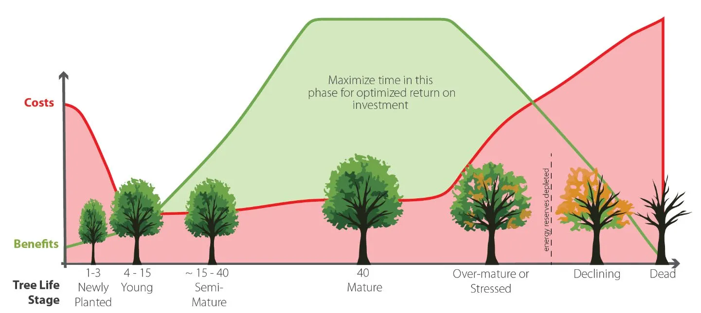 General tree life cycle cost-benefit analyses showing costs vs benefits over the stages of a tree's life from newly planted through young, semi-mature, mature, over-mature/stressed, and declining stages.