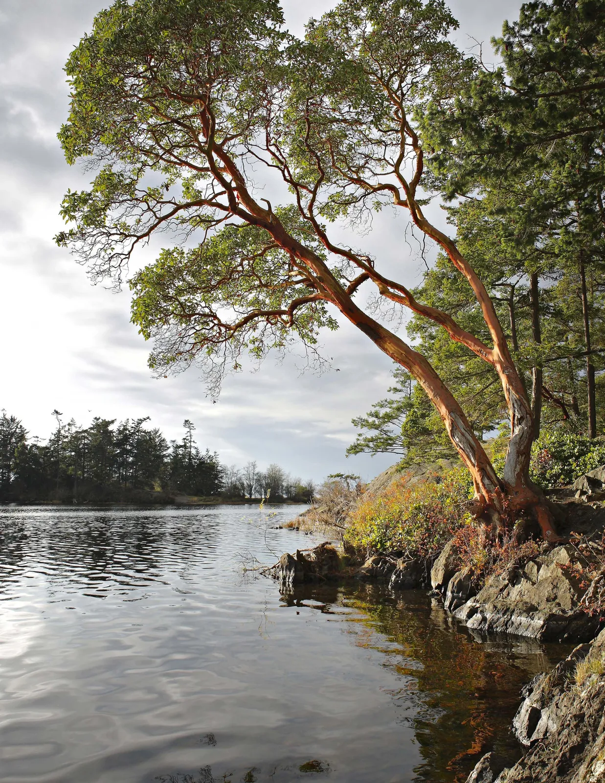 Arbutus tree with peeling red bark leaning over a calm body of water from a rocky shore