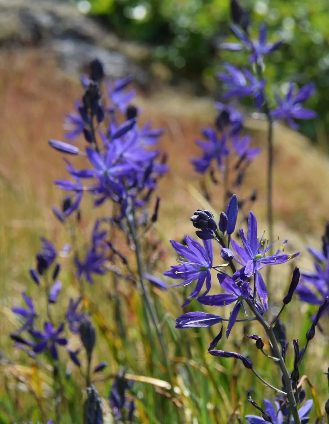 A field of purple Camas flowers blooming in a grassy meadow under the filtered light of trees