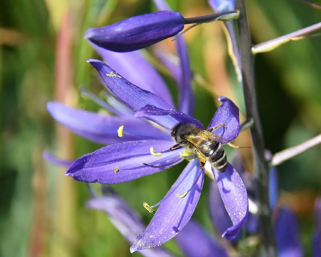 Macro photo of a bee collecting pollen from a blue Camas flower