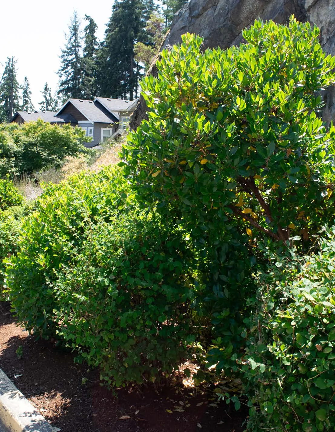 Horticultural boulevard planting in View Royal (DHC)