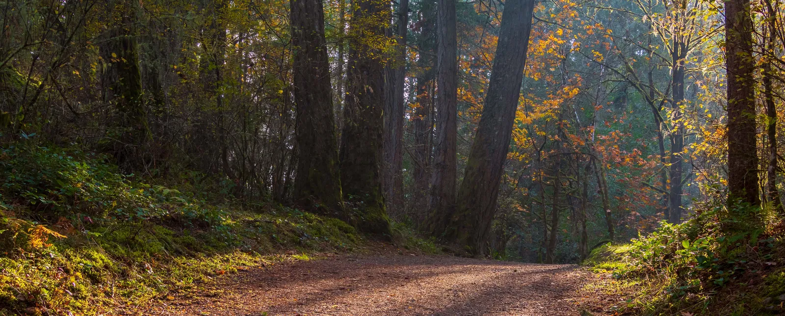 Forest path in Thetis Lake Regional Park (Emily Norton)