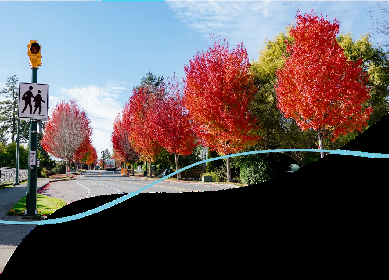 Street with autumn trees and a pedestrian crossing sign
