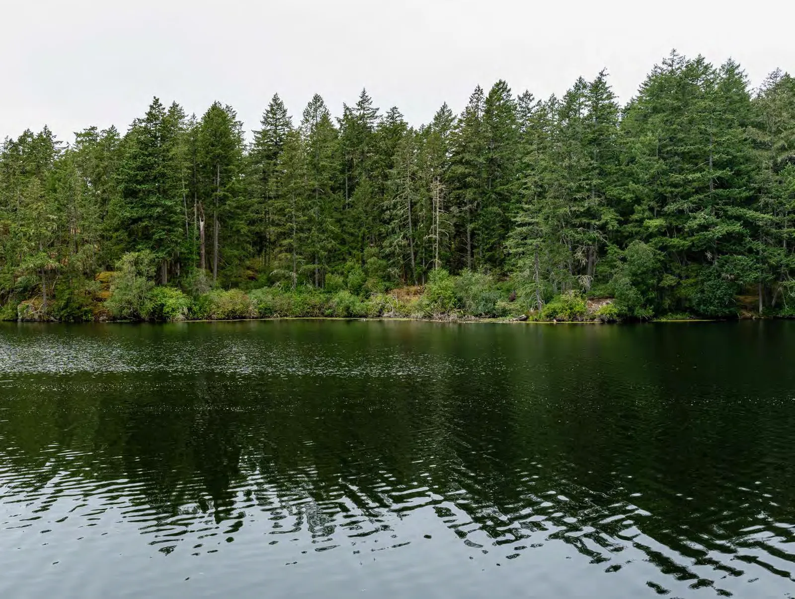 Forested shoreline view overlooking calm water