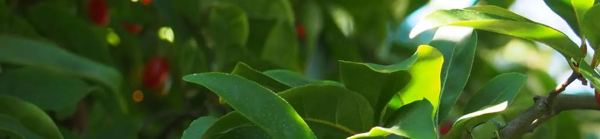 Close-up of green leaves and red berries