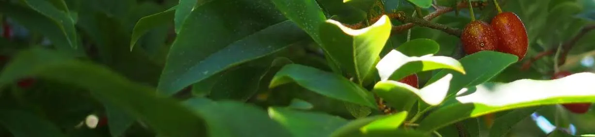 Close-up of green leaves and red berries