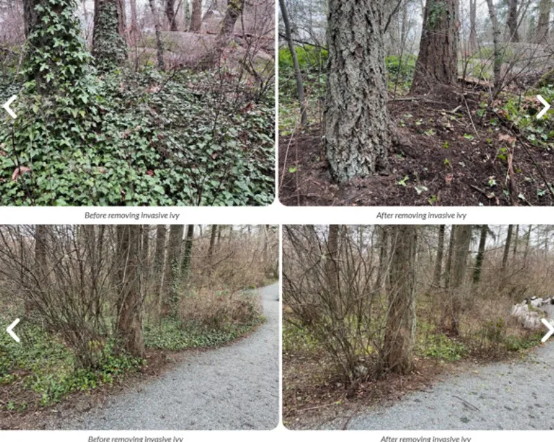 Four-panel photo collage showing "before" and "after" views of invasive ivy removal from trees and forest floors