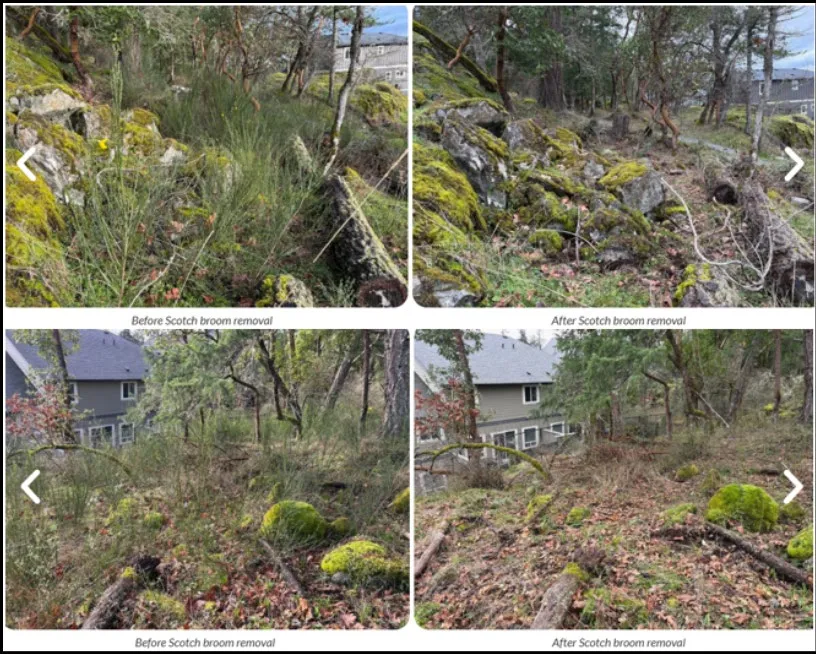 Four-panel photo collage showing "before" and "after" views of Scotch broom removal from rocky park terrain