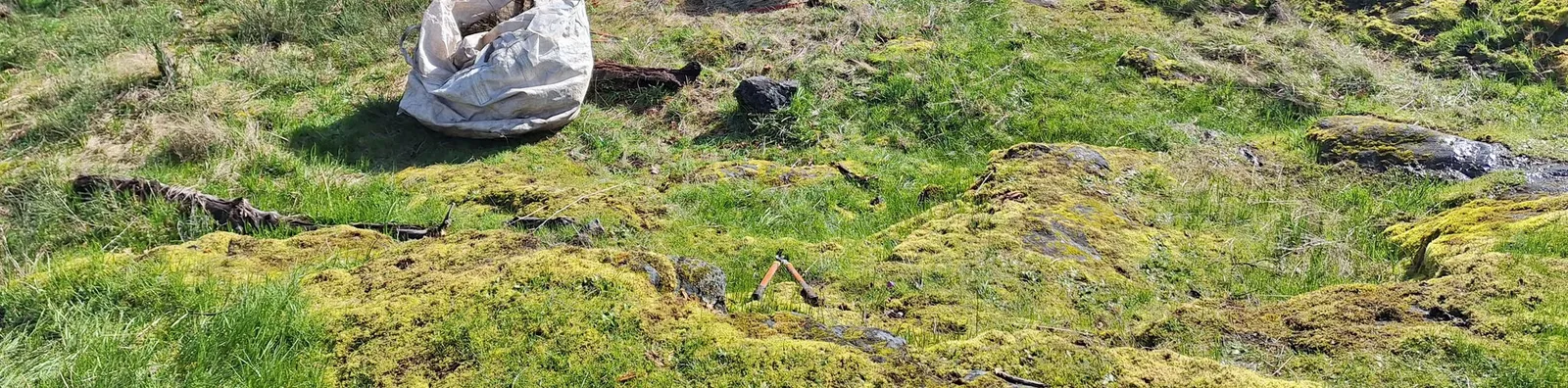 Close-up view of mossy ground on a hillside with gardening tools