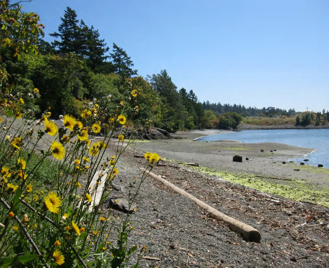 Waterfront view with yellow flowers (Coast Bluffs) in the foreground.