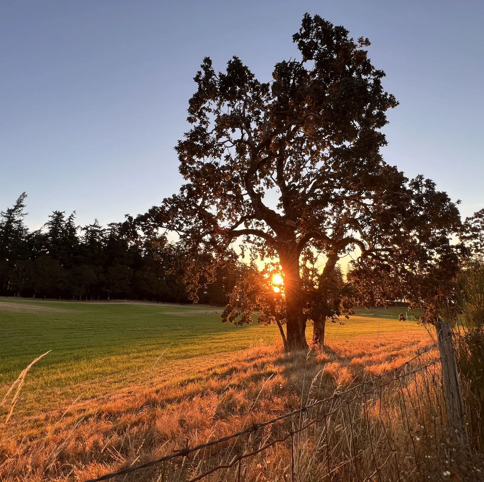 A large oak tree in a field at sunset with a wire fence in the foreground