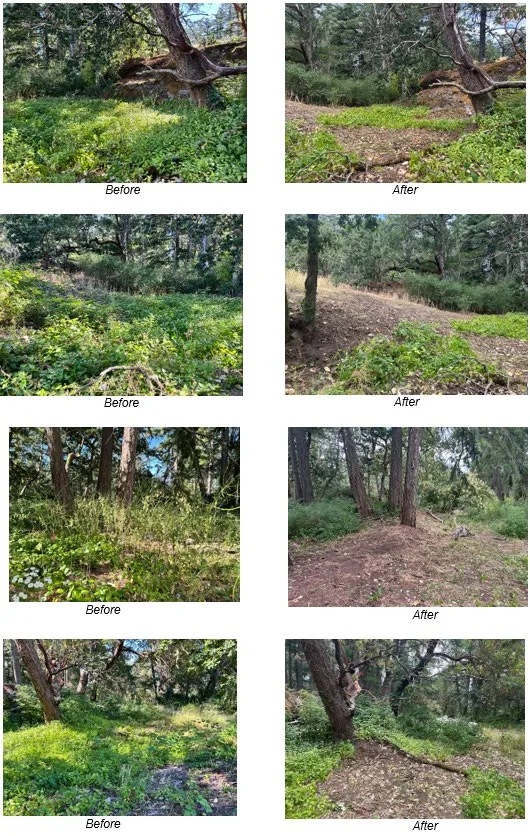 Series of four "Before" and "After" photos showing clearing of invasive plants and brush for park improvements