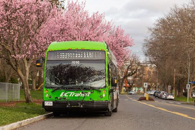 A green BC Transit bus traveling on a residential street lined with blooming cherry blossoms