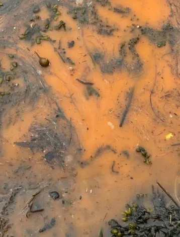 Close-up of orange algae bloom in the water at Portage Park