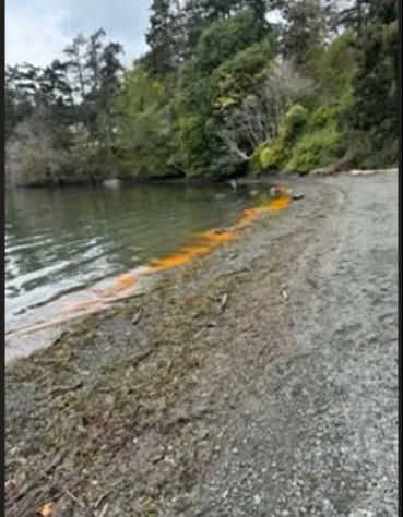 Orange algae bloom along the shoreline at Portage Park