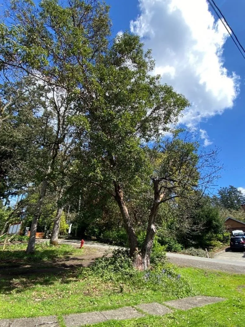Photograph 1 – Municipal Arbutus tree M1 along High St frontage.