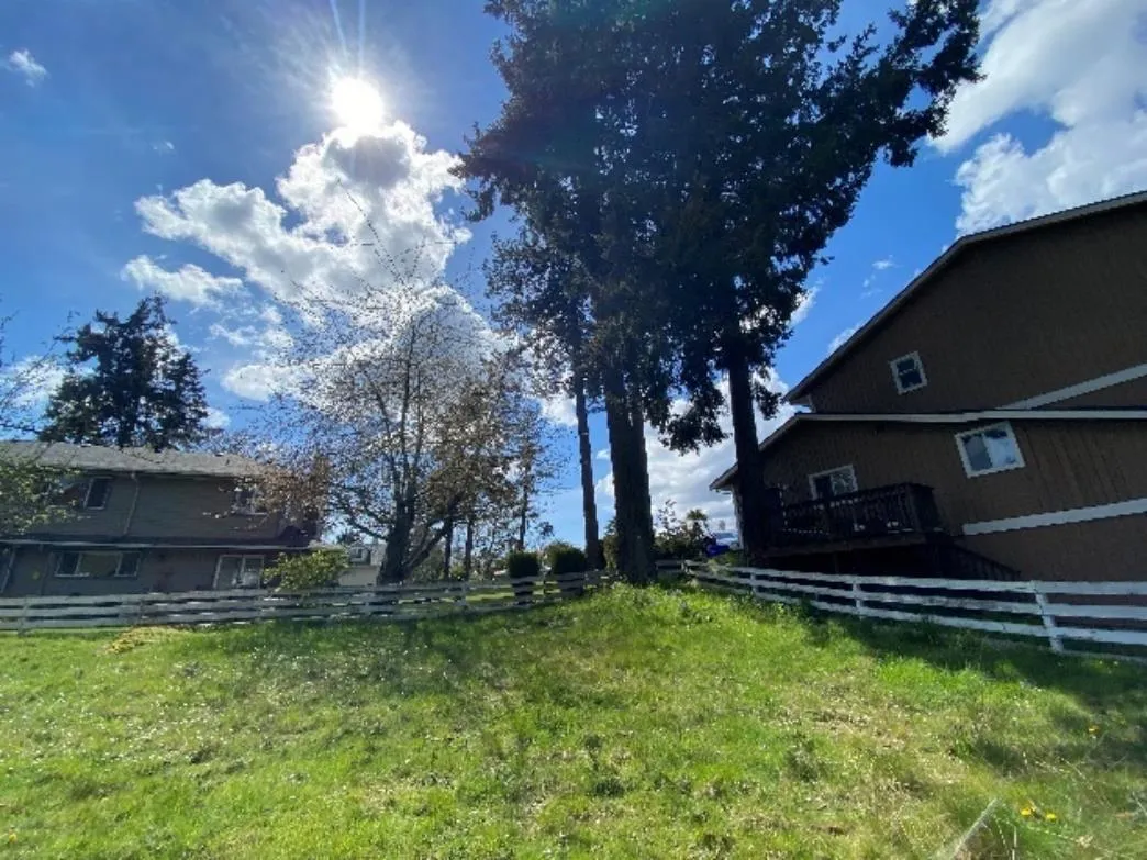 Photograph 2 – Off-site cherry tree OS3 (left) shared Douglas fir tree 587 (middle) and Off-site Douglas fir OS4 (right)