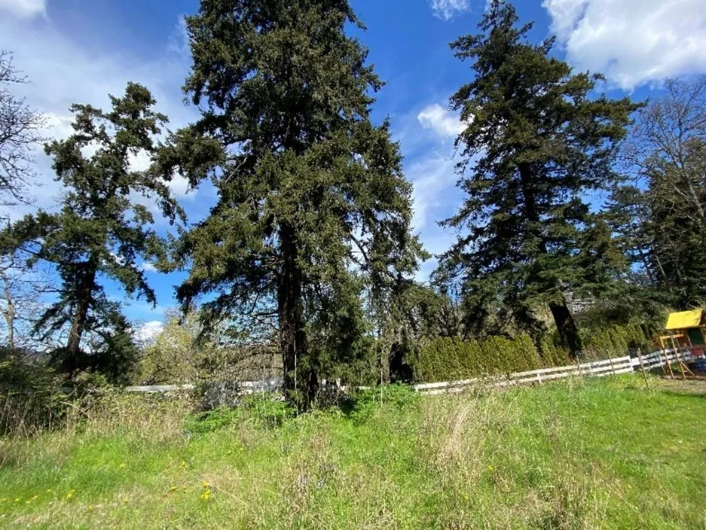 Photograph 3- Offsite Douglas firs OS5 (left) and OS 2 (right).