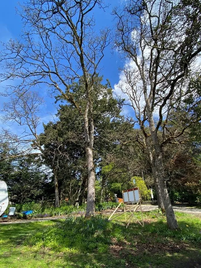 Photograph 4- On-site Garry oak 579 (left) and municipal Garry oak M2 (right)